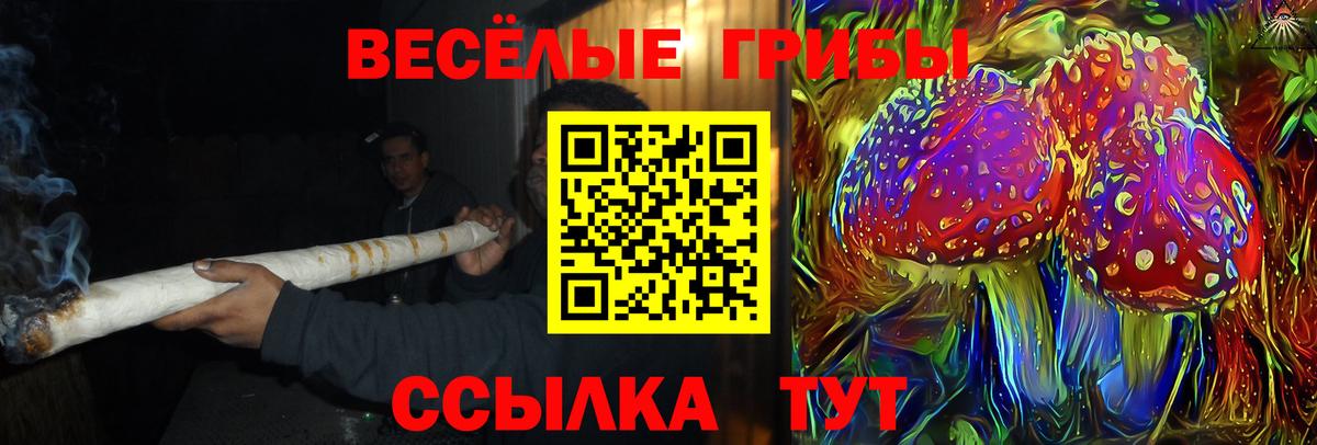 Галлюциногенные грибы Psilocybe Унеча